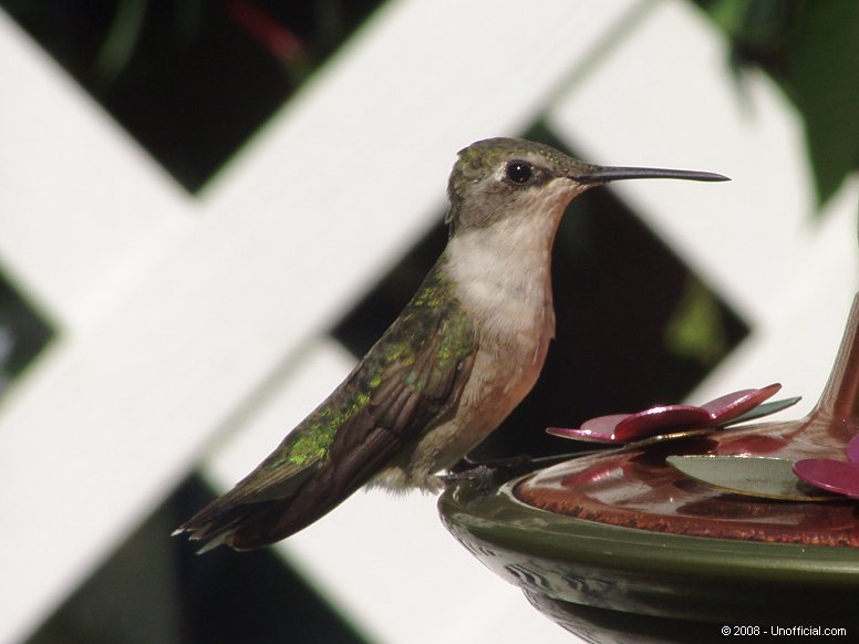 Hummingbird in Kanawha County, West Virginia