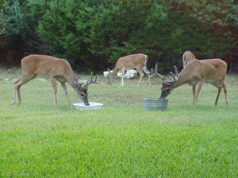 Big Boys in northwest Travis County, Texas