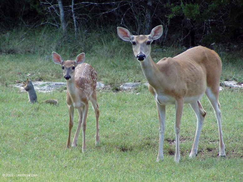 Front yard visitors in northwest Travis County, Texas