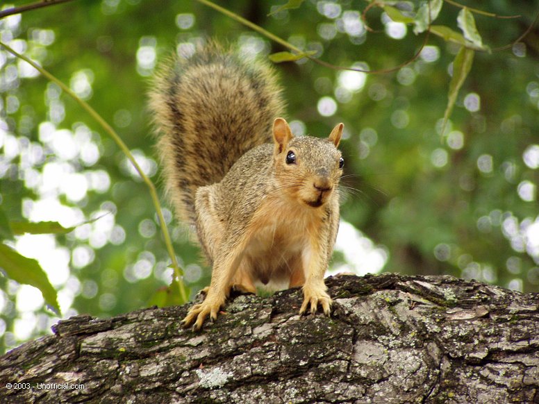 Rocket J. Squirrel in northwest Travis County, Texas