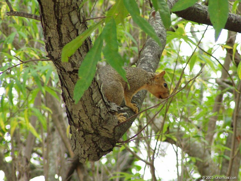 Squirrel in northwest Travis County, Texas