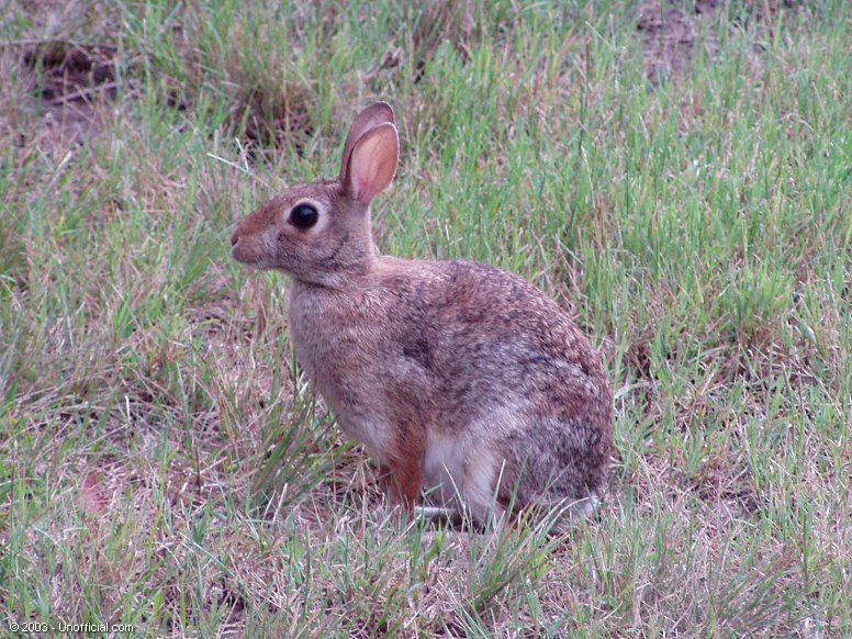 Rabbit in northwest Travis County, Texas