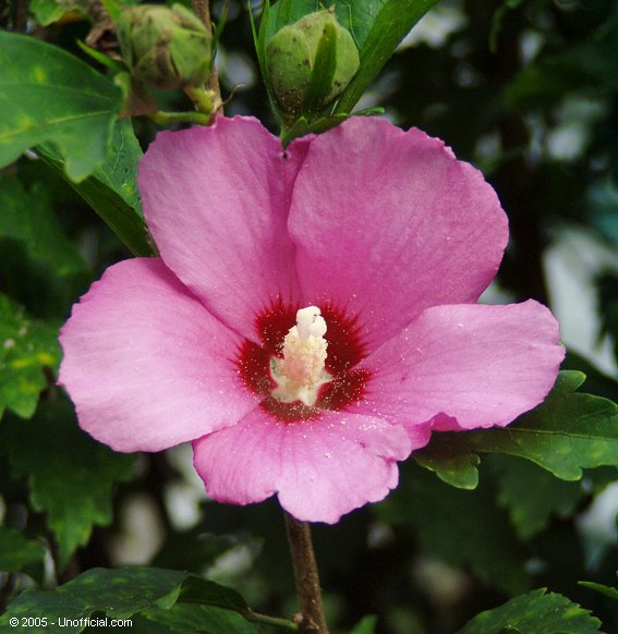 Althea Blossom in Kanawha County, West Virginia