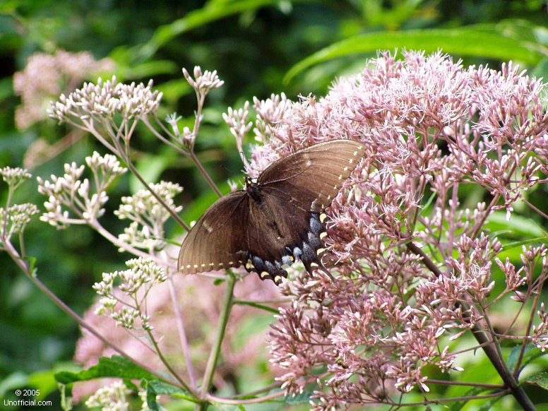 Butterfly in Kanawha County, West Virginia