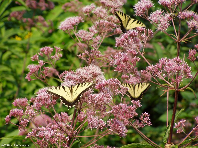 Butterflies in Kanawha County, West Virginia