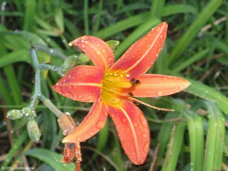 Day Lily in northwest Travis County, Texas