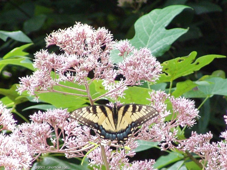 Butterfly in Joe Pye bush in Kanawha County, West Virginia