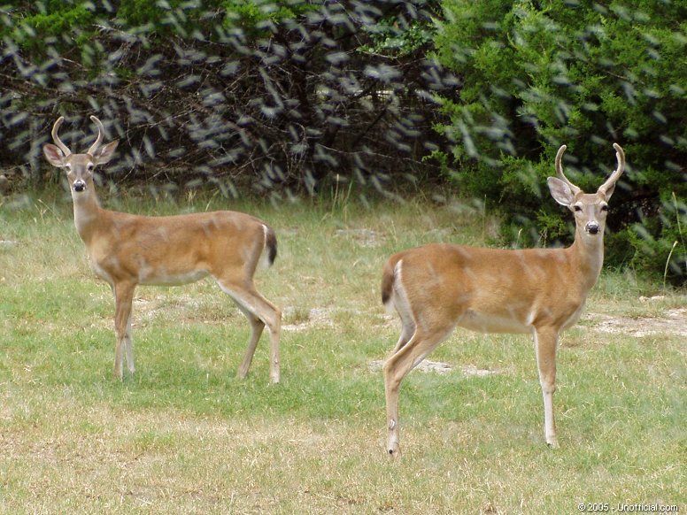 Bookends in the Rain in northwest Travis County, Texas