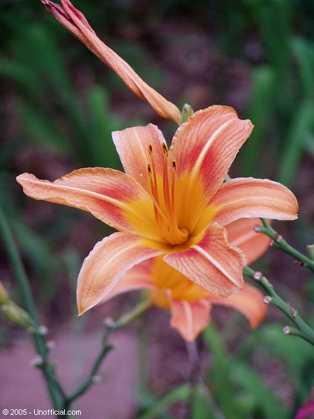 Day lily in northwest Travis County, Texas