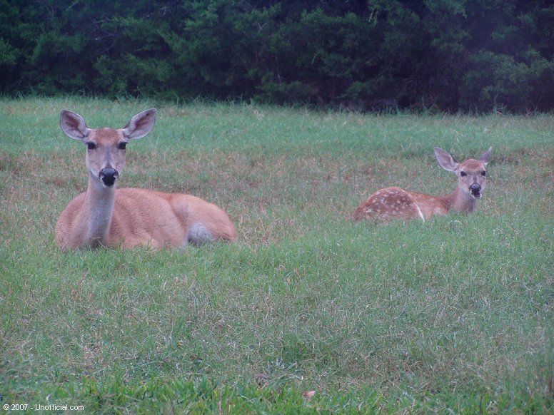 Whitetail Doe and Fawn in northwest Travis County, Texas