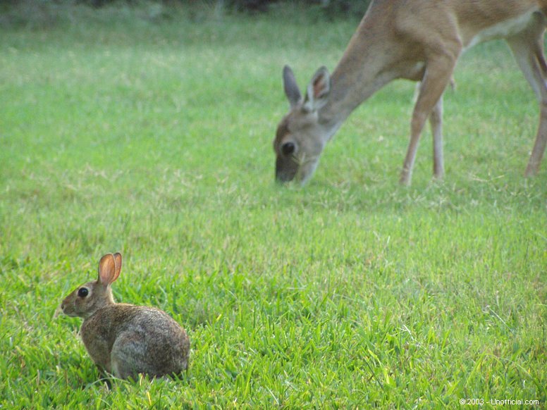 Thumper and Bambi in northwest Travis County, Texas