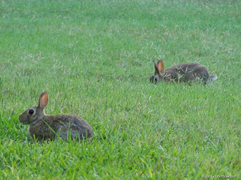 Cottontails in northwest Travis County, Texas