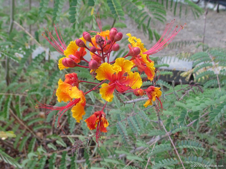 Pride of Barbados flower at Lakeway, Texas