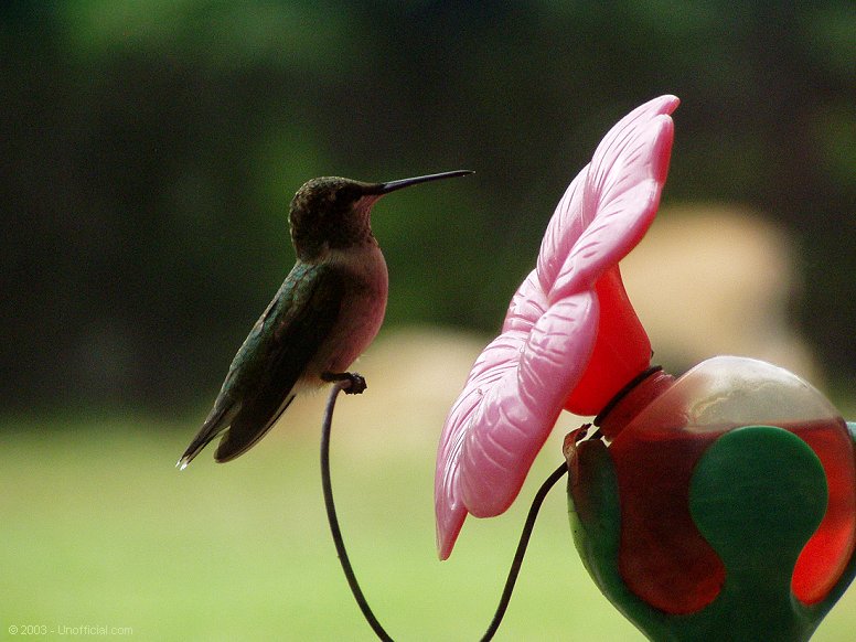 Hummer in northwest Travis County, Texas