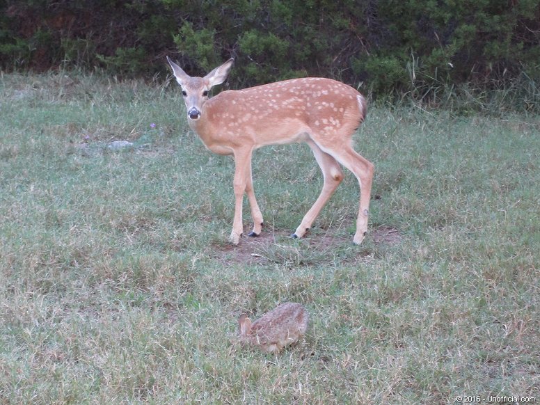 Bambi and Thumper in northwest Travis County, Texas