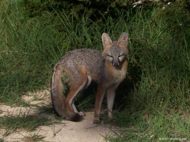 Red Fox in northwest Travis County, Texas