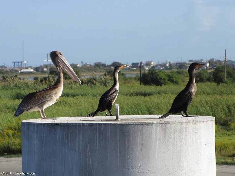 Pelican and Cormorants at Galveston Bay, Texas