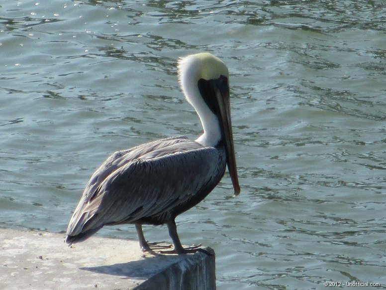 Pelican at Galveston Bay, Texas