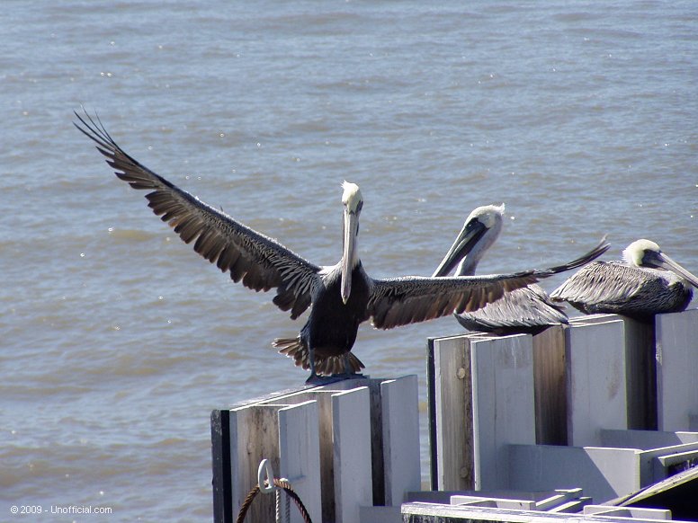 Pelicans at Galveston Bay, Texas