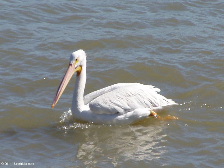Pelican at Galveston Bay, Galveston, Texas
