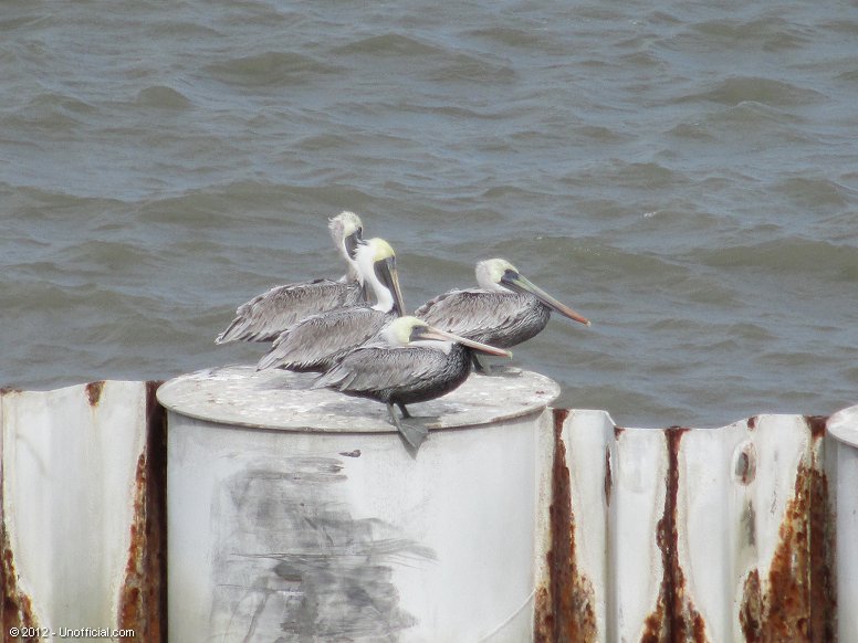 Pelicans at Bolivar Peninsula, Galveston Bay, Texas