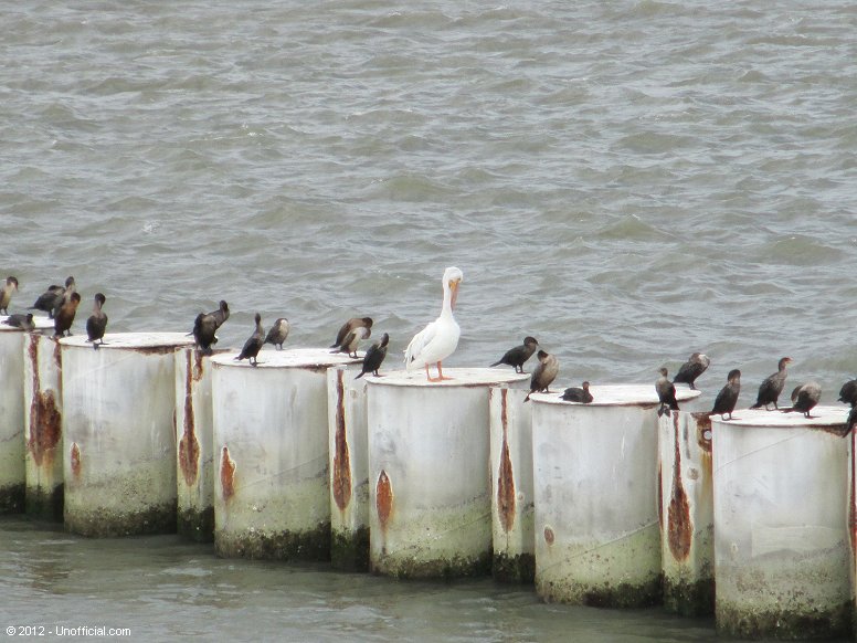 Pelican on the Bolivar Peninsula, Galveston, Texas