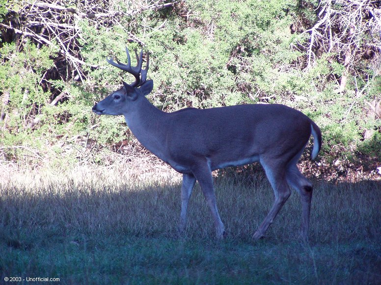 Big Buck in northwest Travis County, Texas