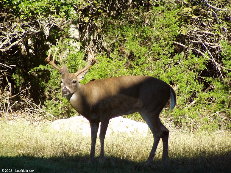 Big Guy in northwest Travis County, Texas