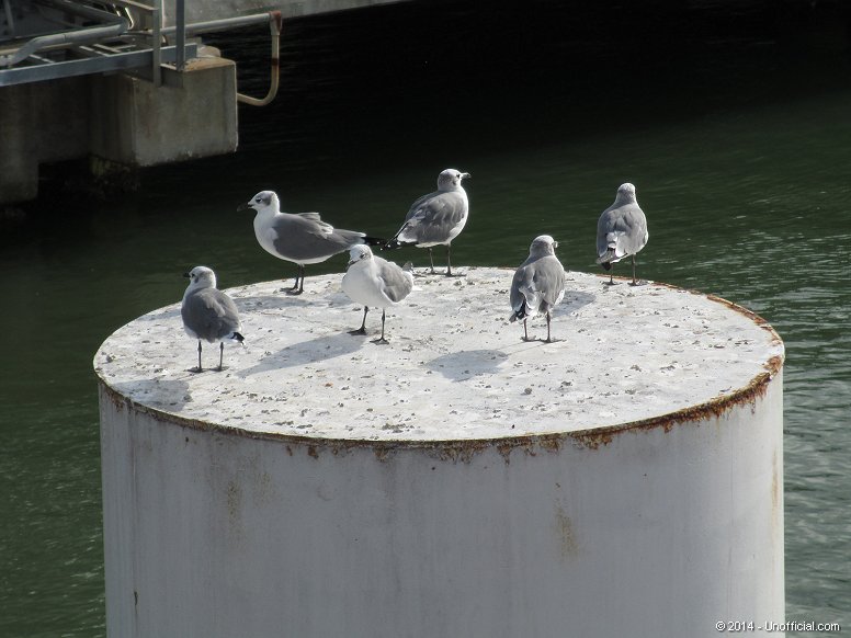 Half-Dozen at Galveston Bay, Texas