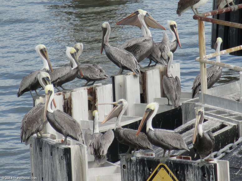 Pelicans at the Bolivar Point Ferry Landing, Galveston Bay, Texas