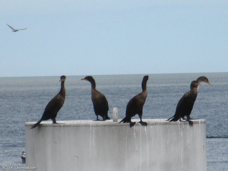 Cormorants at Galveston Bay, Texas