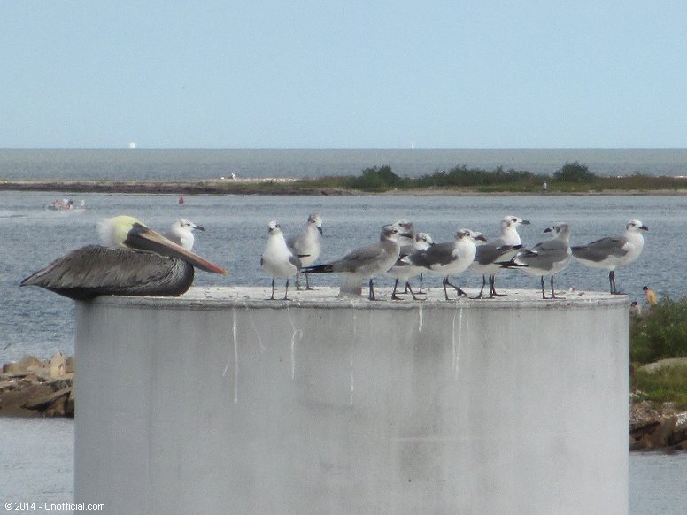 Pelican and Gulls at the Galveston Bay Ferry Landing, Galveston, Texas