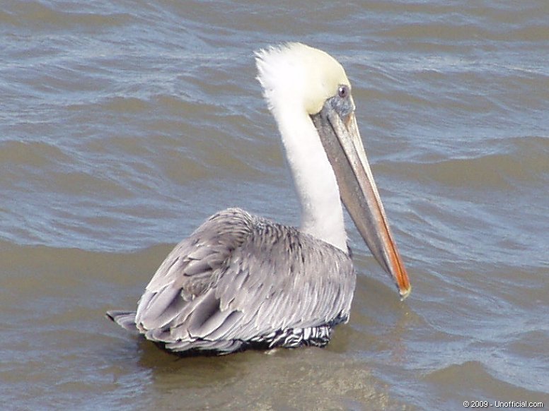 Pelican at Galveston Bay, Texas