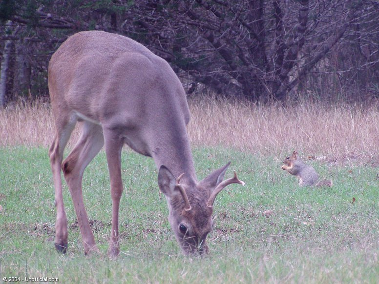 Bullwinkle and Rocky in northwest Travis County, Texas
