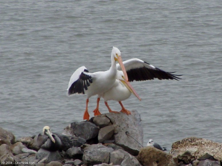 Pelicans at Galveston Bay, Texas