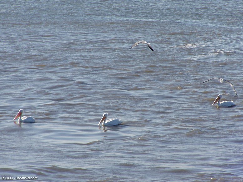 Pelicans in Galveston Bay, Texas