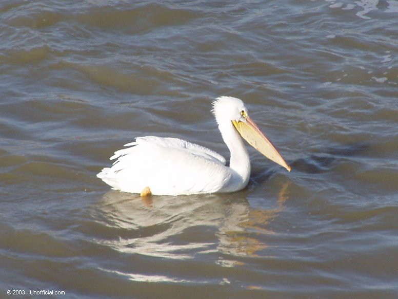 Pelican at Galveston Bay, Texas