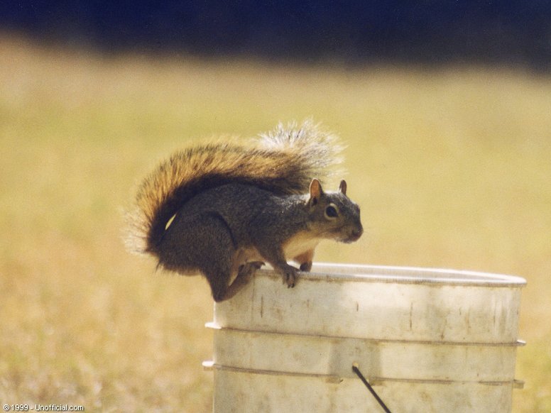 Front Yard Squirrel in northwest Travis County, Texas
