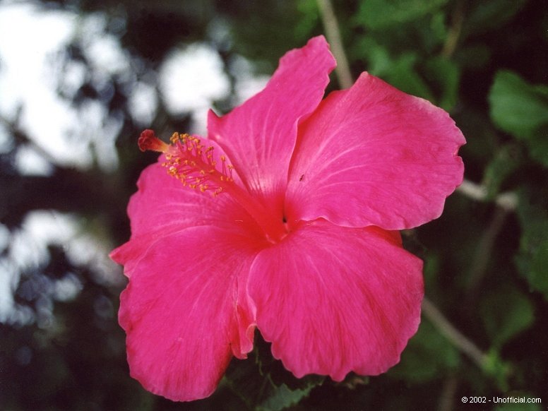 Hibiscus at Kipahulu, Maui, Hawai'i