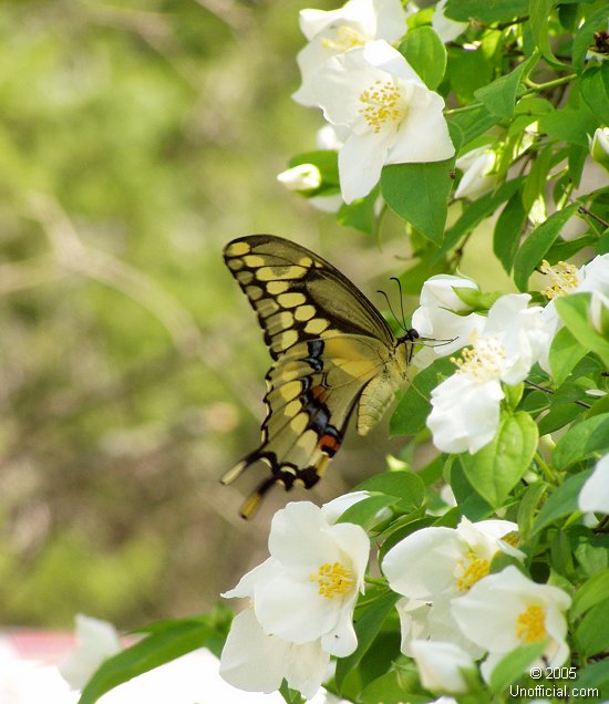 Butterfly and dogwood blooms in northwest Travis County, Texas