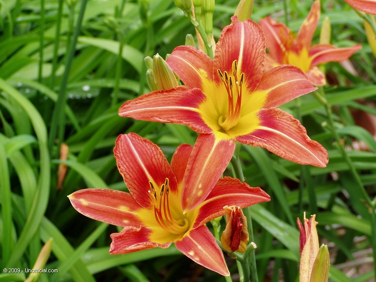 Day Lilies in northwest Travis County, Texas