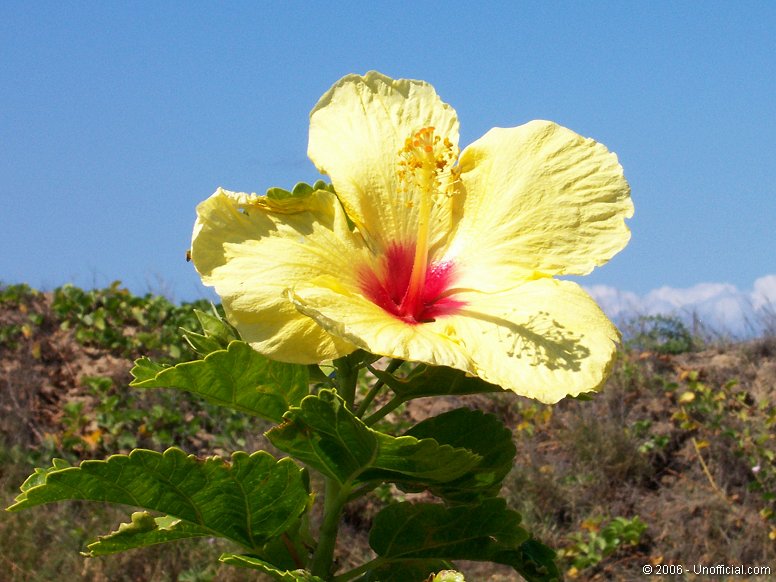 Hibiscus at Ma'alaea Bay, Kihei, Maui, Hawai'i