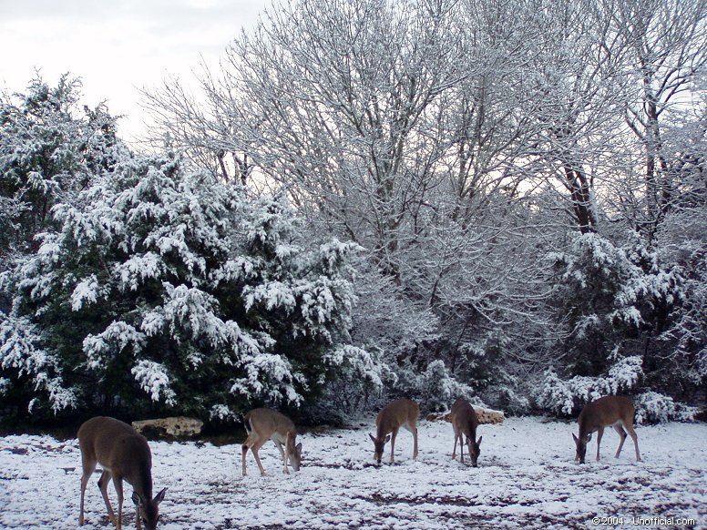 Snow deer in northwest Travis County, Texas