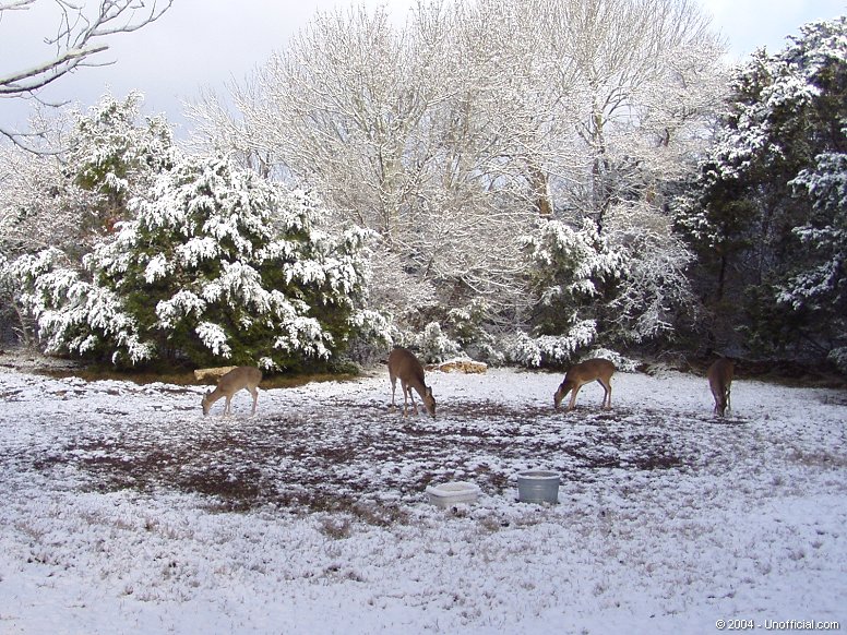 Front yard visitors in northwest Travis County, Texas
