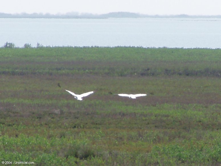 Whooping Cranes at Aransas National Wildlife Refuge near Rockport, Texas