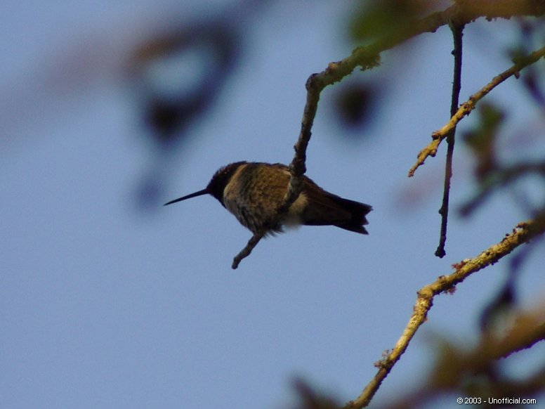Hummingbird in northwest Travis County, Texas