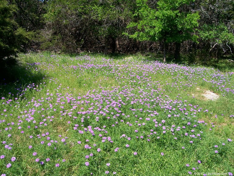 Front yard wildflowers in northwest Travis County, Texas