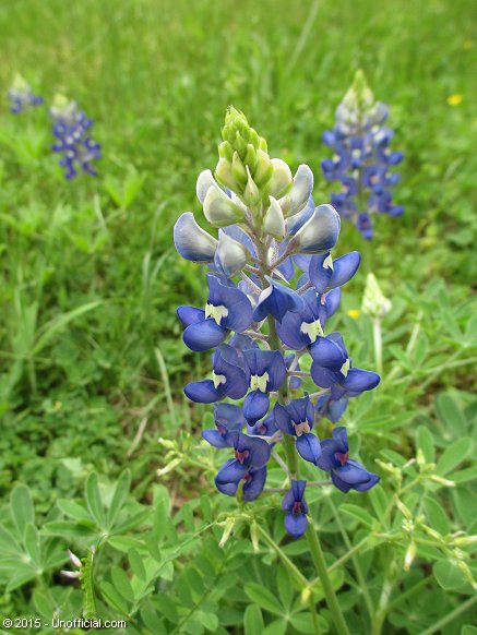 Bluebonnet in northwest Travis County, Texas