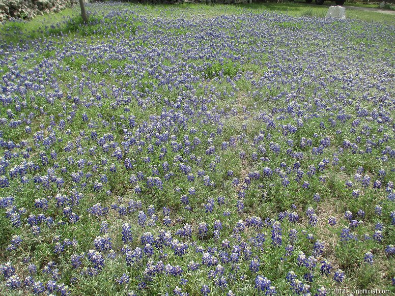 Bluebonnets in northwest Travis County, Texas