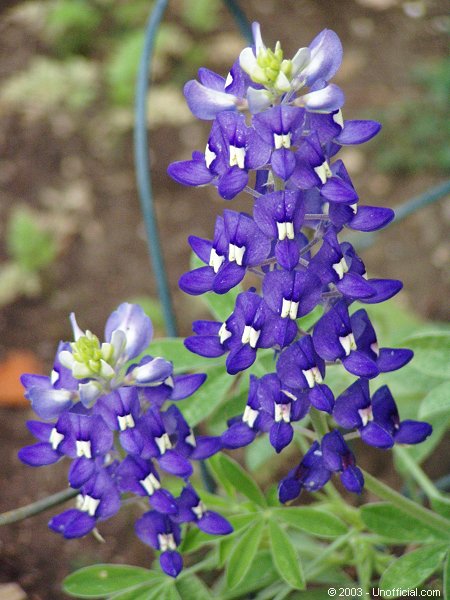 Bluebonnets in northwest Travis County, Texas